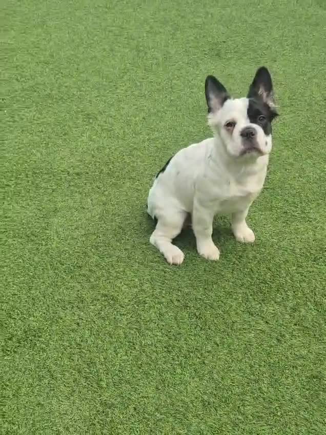 French Bulldog dogs for sale: French bulldogs stunning & ready to go - Video 1