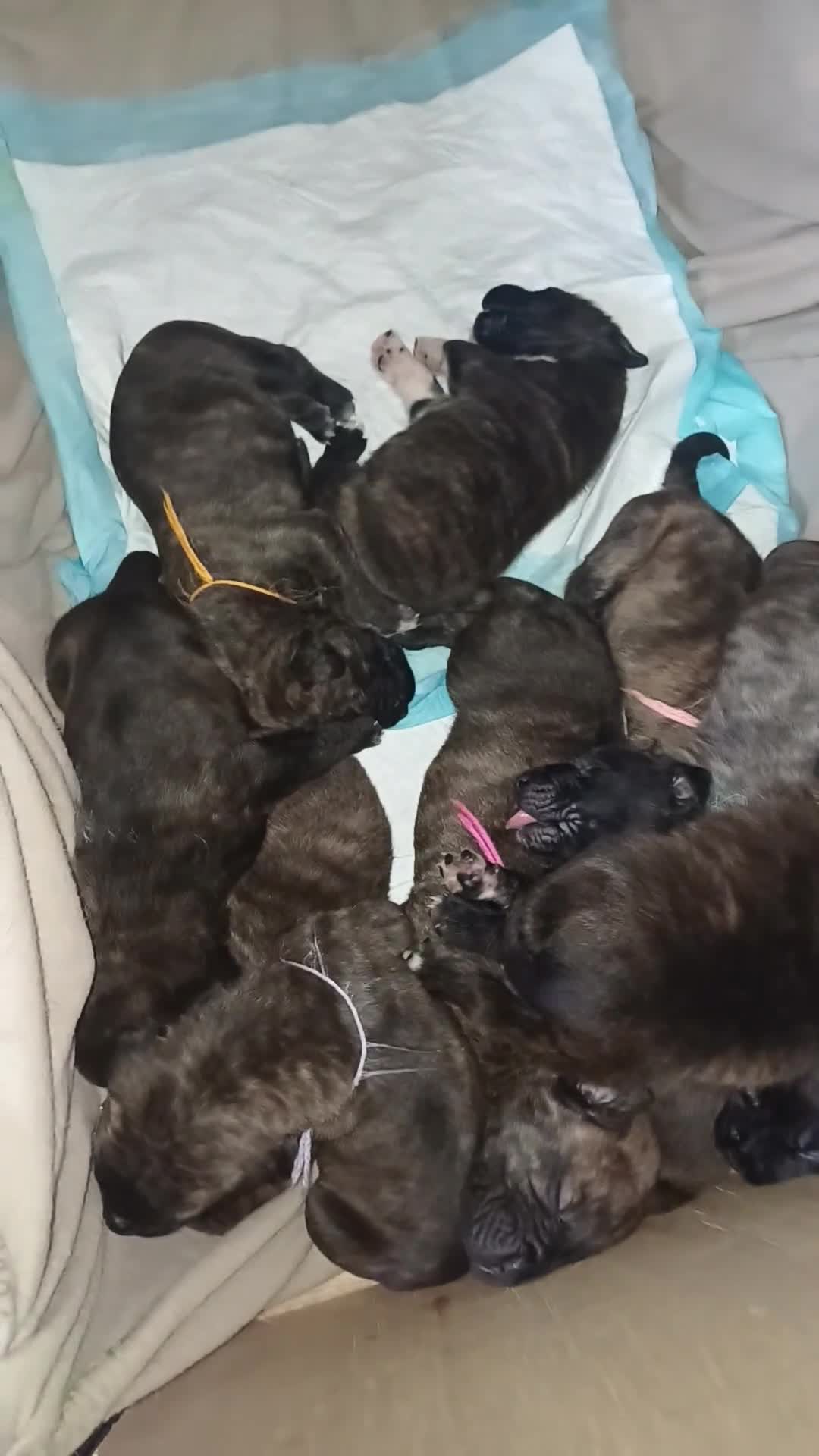 Mixed Breed dogs for sale: 3 PUPS LEFT READY TO LEAVE. - Video 1