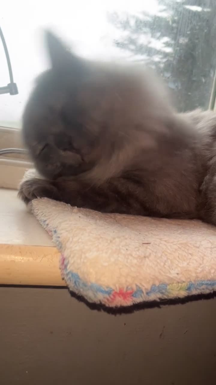 Mixed Breed cats for adoption: Poseidon - Video 1