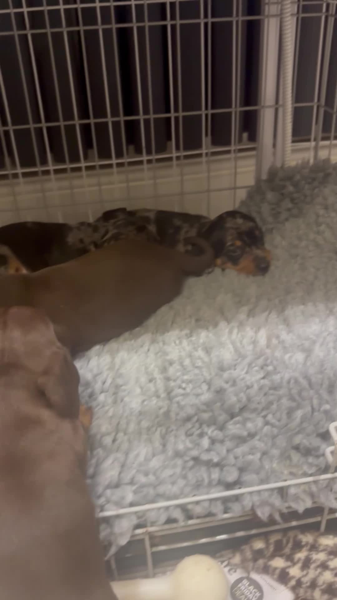 Miniature Dachshund dogs for sale: ⭐️LAST ONE⭐️KC REG Miniature Dachshund puppies  - Video 1