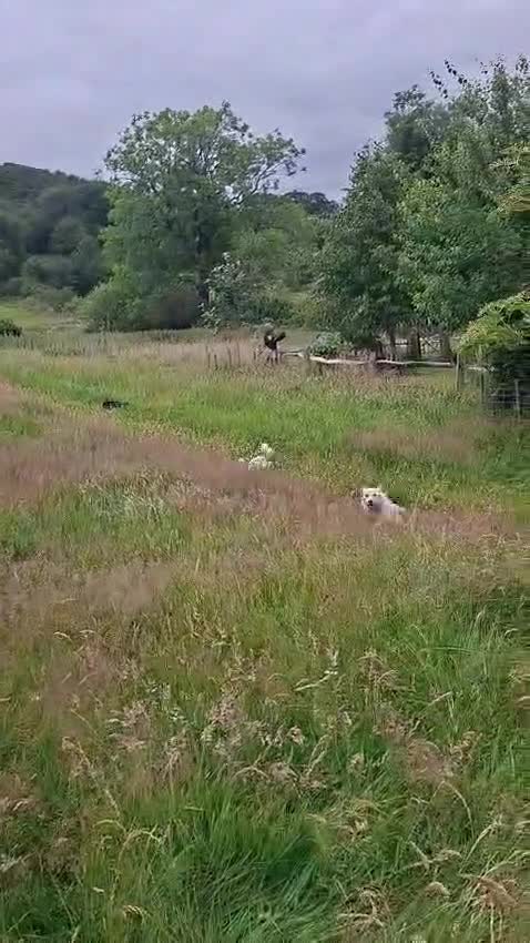 Mixed Breed dogs for adoption: Klara 🩷 in Macclesfield - Video 1