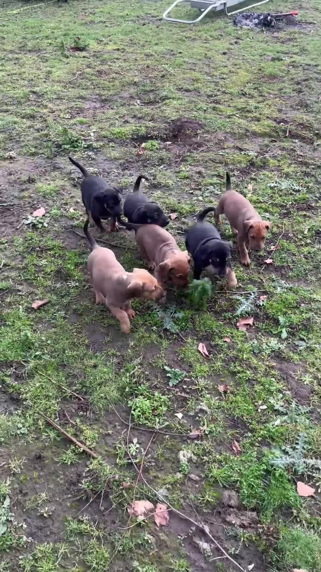 Mixed Breed dogs for sale: English bull terrier x European Doberman  - Video 1