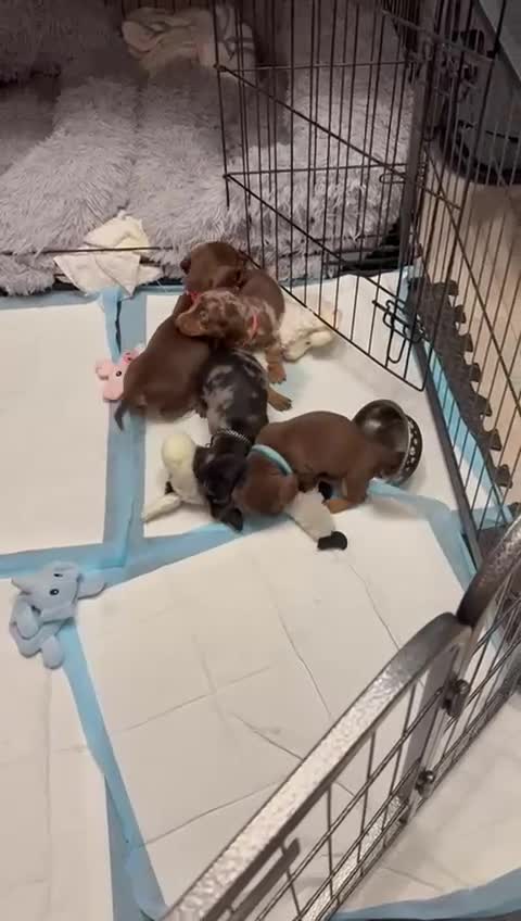 Dachshund dogs for sale: Dachshund puppies for sale  - Video 1