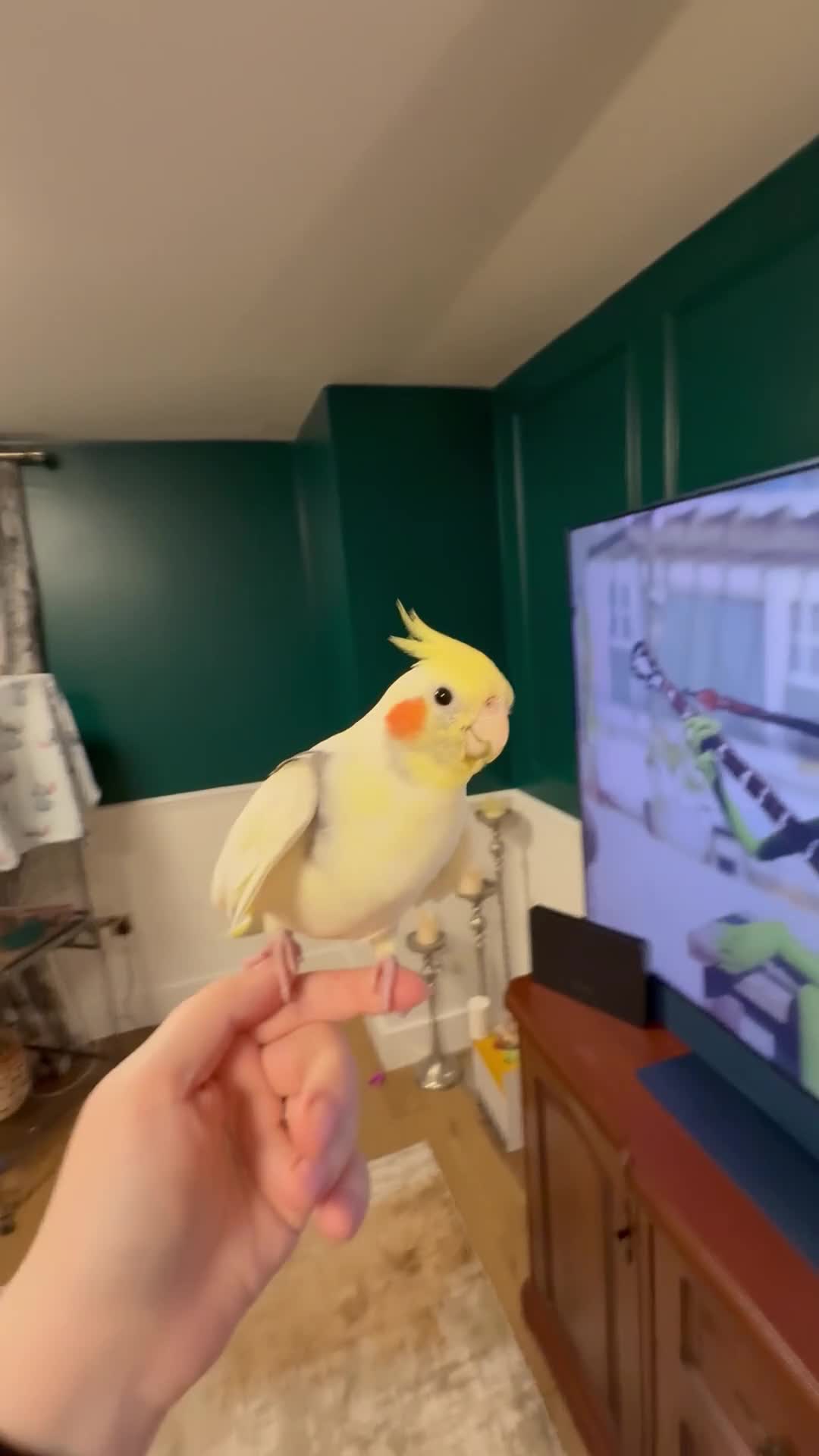 Cockatiels birds for sale: Adorable Male cockatiel fully tame - Video 1