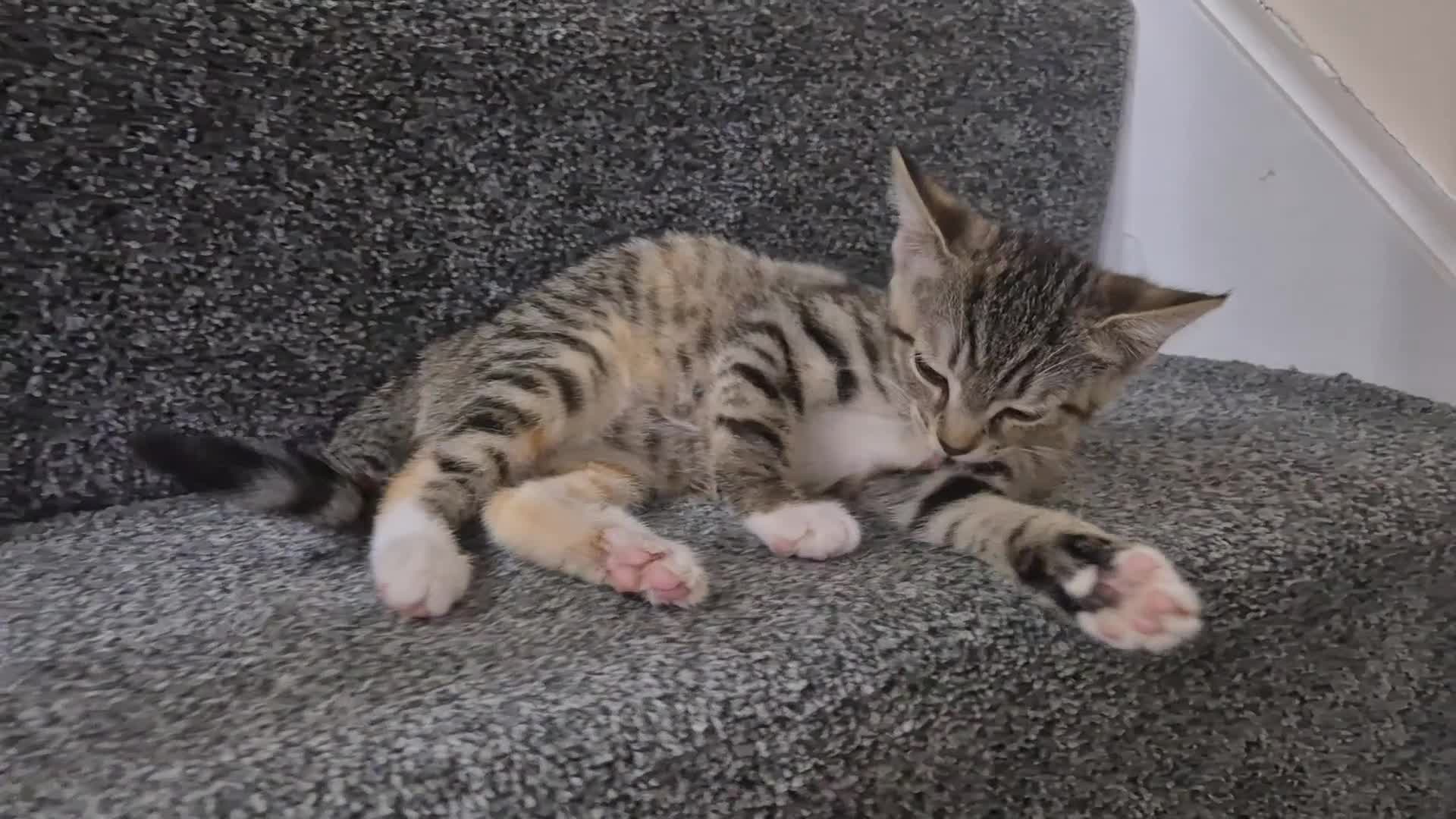 Domestic Shorthair cats for sale: Friendly and Playful Tabby Kitten - Video 2