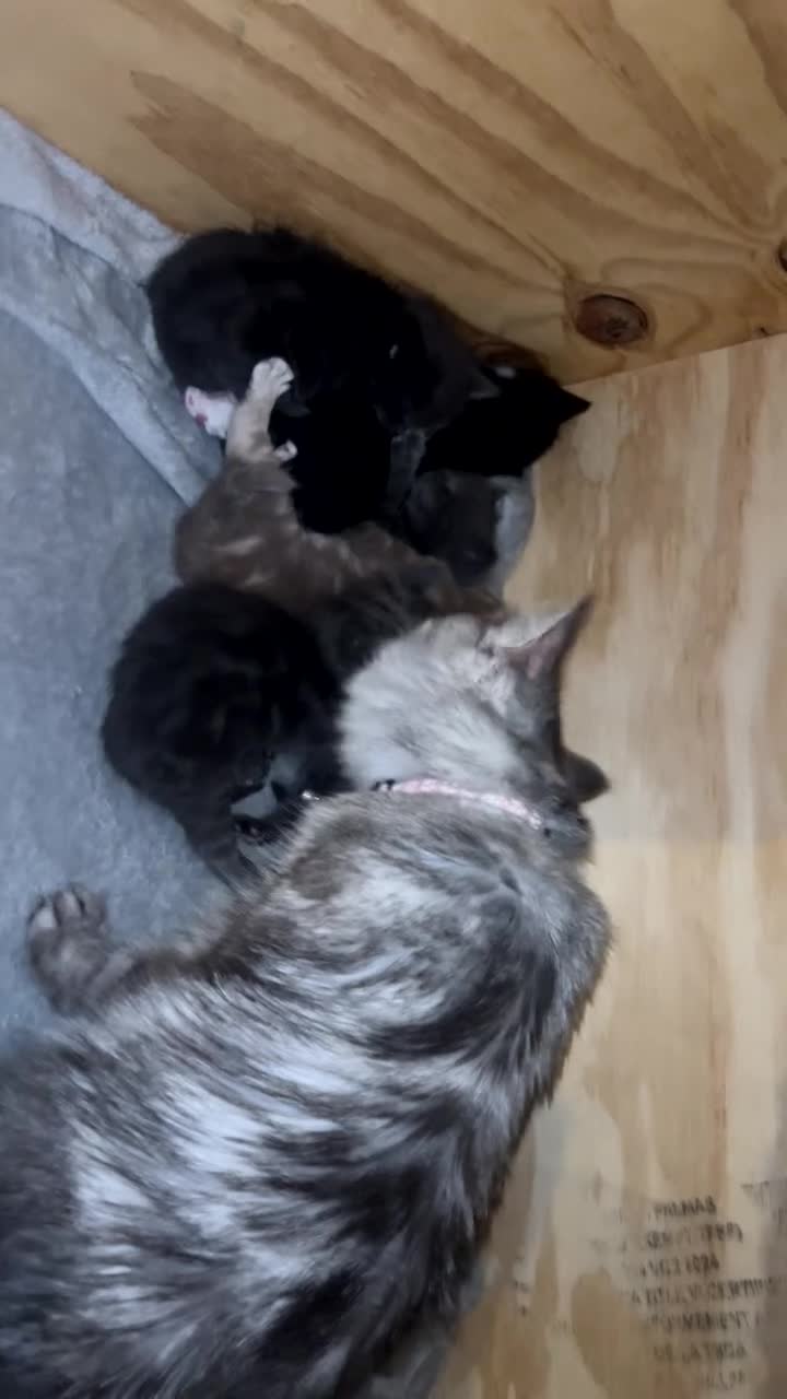 Norwegian Forest Cat cats for sale: BLACK&SILVER NORWEGIAN BOY LEFT  - Video 3