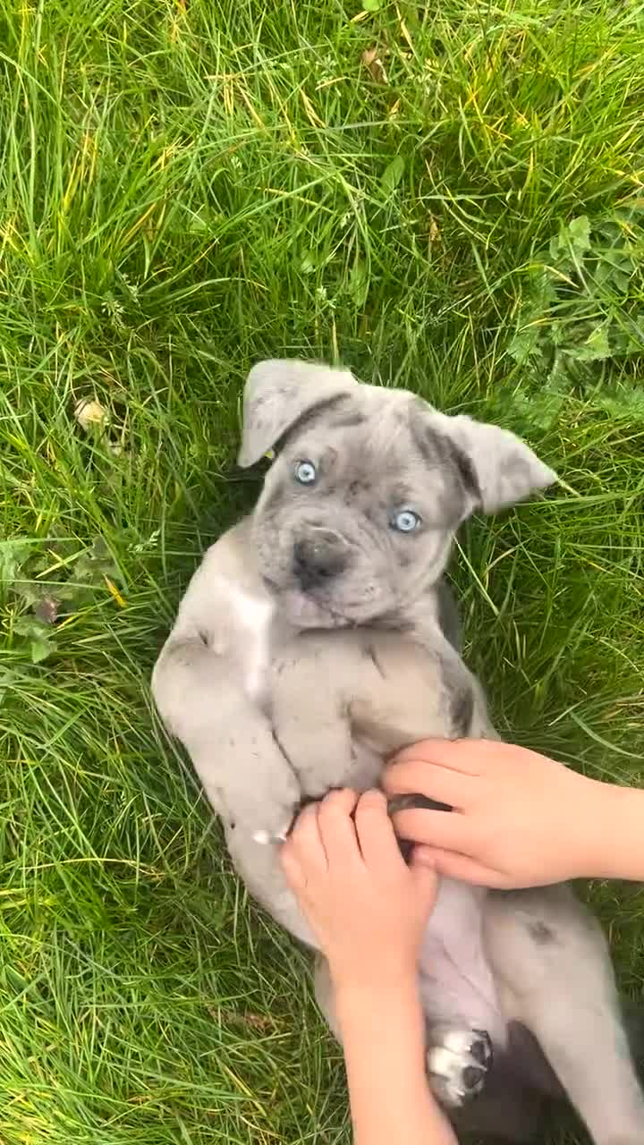 Mixed Breed dogs for sale: Nova 10 week old beautiful girl in Wembley - Video 2