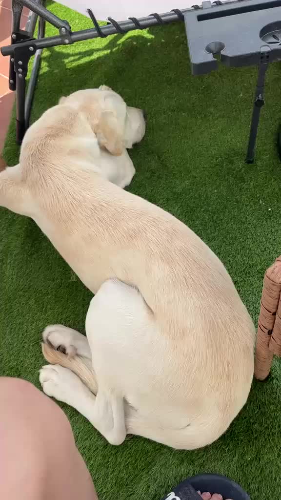 Mixed Breed dogs for adoption: Simba Needs a Home 🌺 🌹 🌹  - Video 1