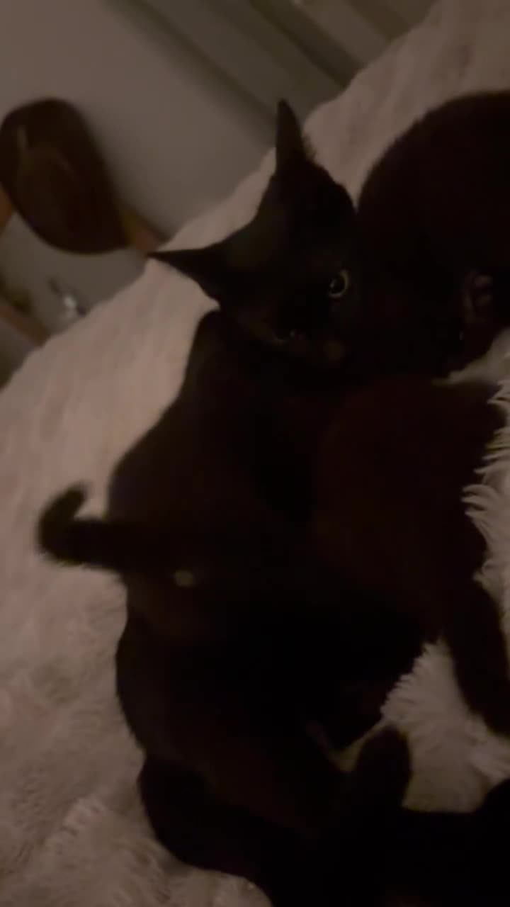 British Shorthair cats for sale: 2 female black tabby kittens  - Video 1