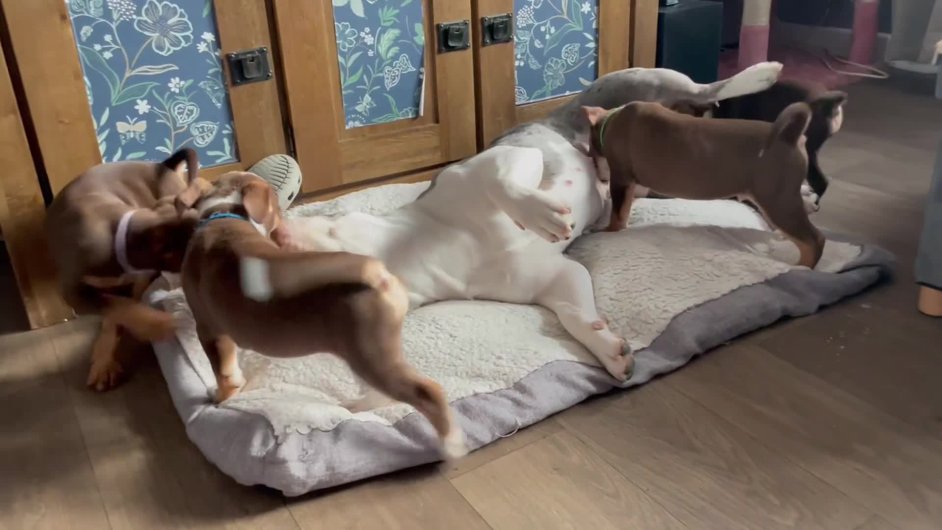 Old Tyme Bulldog dogs for sale: FIVE OLD TYME BULLDOGS LEFT - Video 2