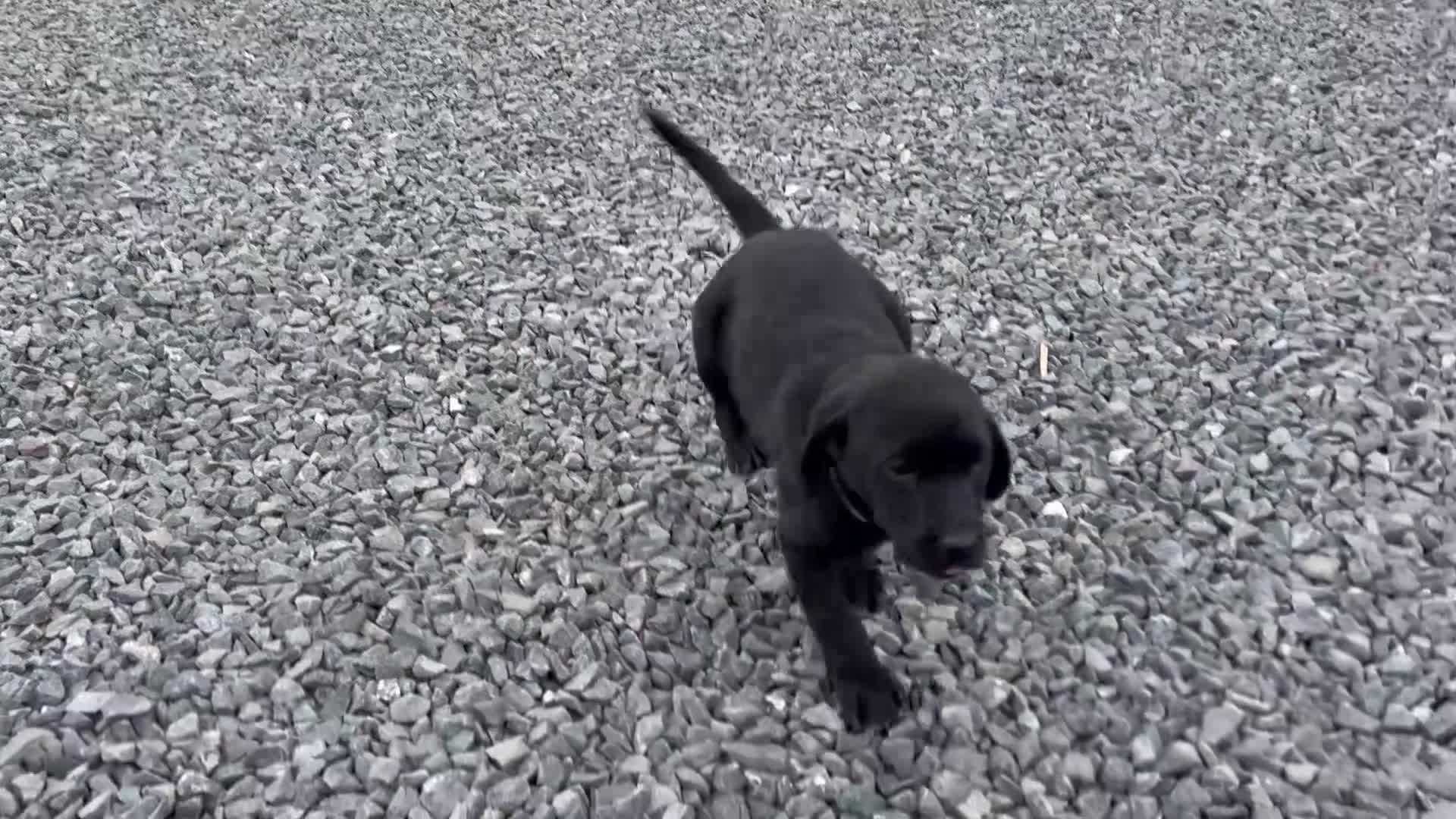 Labrador Retriever dogs for sale: KC reg health tested FT working Labrador puppies - Video 3