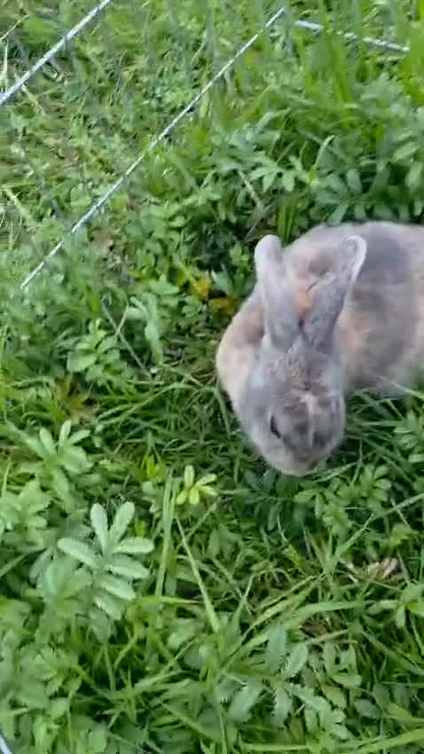 Mixed Breed rabbits for sale: Rabbit, male, 3yrs, with double hutch - Video 1