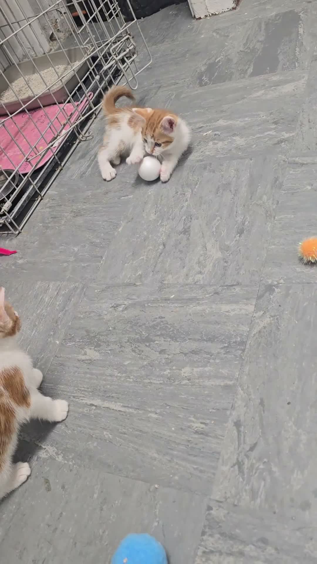 Mixed Breed cats for sale: Kittens  - Video 2