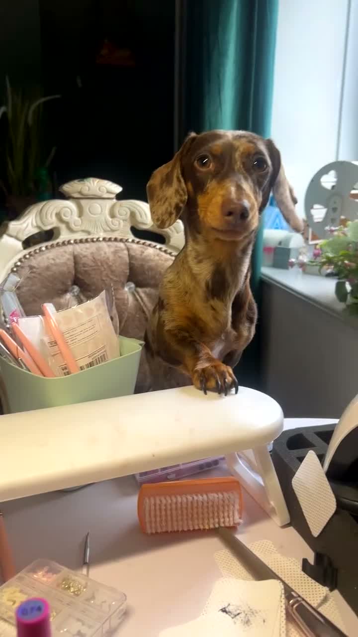 Miniature Dachshund dogs for sale: Female dachshund 1 year 3 months - Video 1