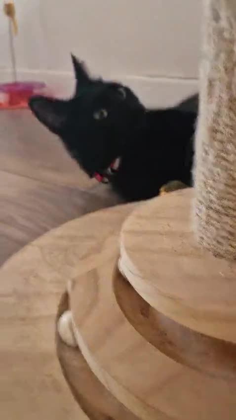 Domestic Shorthair cats for sale: Gorgeous Bonded pair of cats, 2 years old in Weymouth - Video 1
