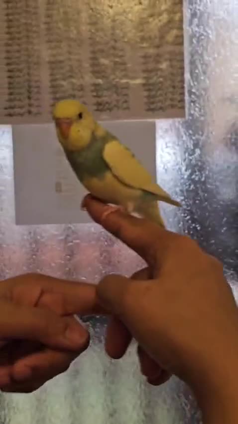 Budgerigars birds for sale: Handreared semitamed and tamed budgies  - Video 1
