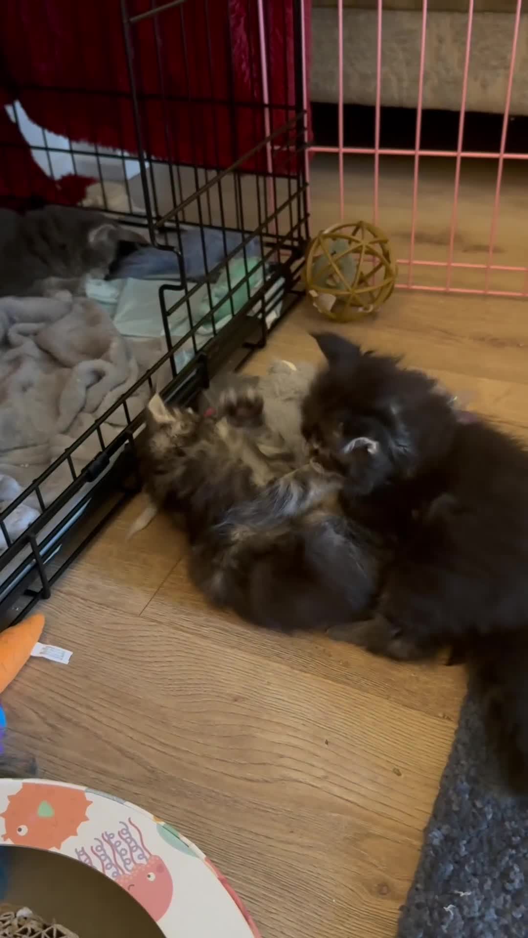 Maine Coon cats for sale: KING-SIZE MAINE COON CUBS HEALTH TESTED - Video 1