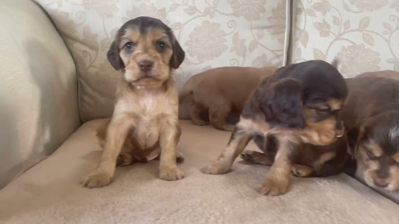 Cocker Spaniel dogs for sale: KC SHOWCOCKER SPANIELS - Video 1