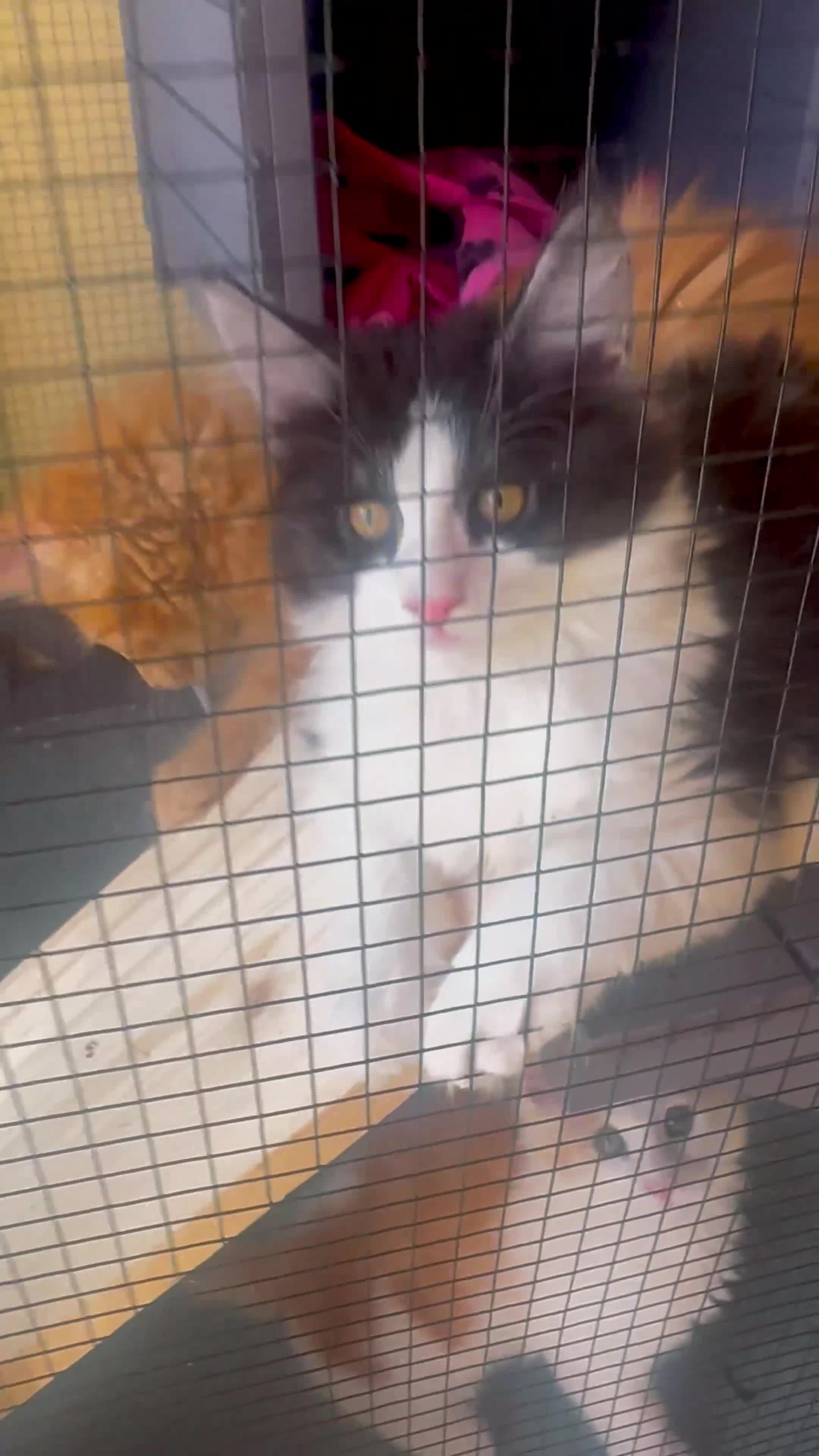 Maine Coon cats for sale: Stunning MaineCoon Kitten–Champion Bloodline - Video 3