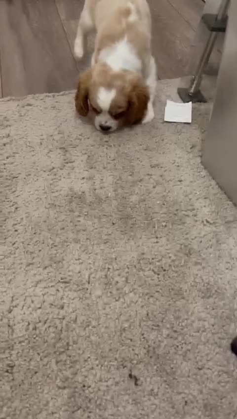 Cavalier King Charles Spaniel dogs for sale: 6 cavalier king Charles spaniel puppies - Video 1