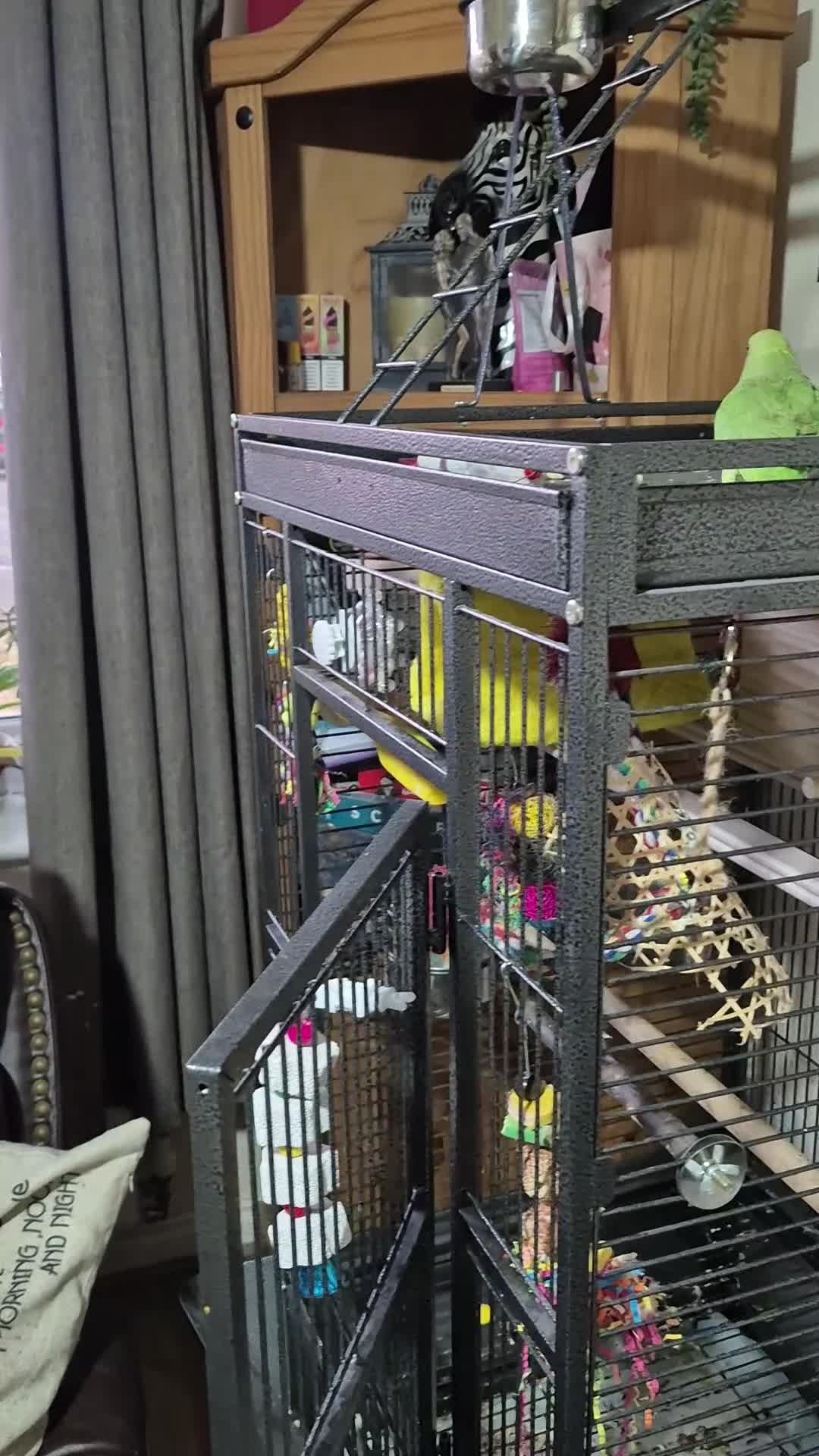 Ringnecks birds for sale: Female green ringneck 10month old  - Video 2