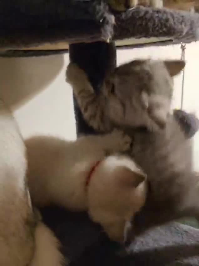 British Shorthair cats for sale: 5 Beautiful British Short hair kittens - Video 3