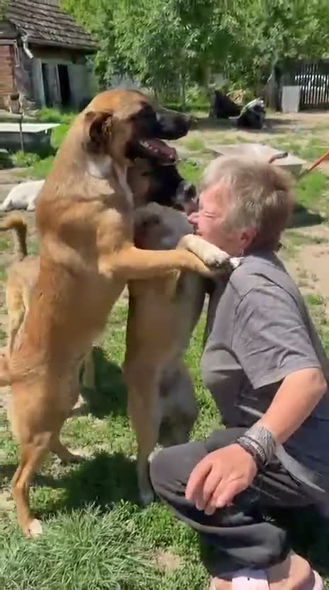 Mixed Breed dogs for adoption: 🐾🐕💙ROLLO - a Superb Boy for a Loving Home🐕🐾🏡 - Video 3