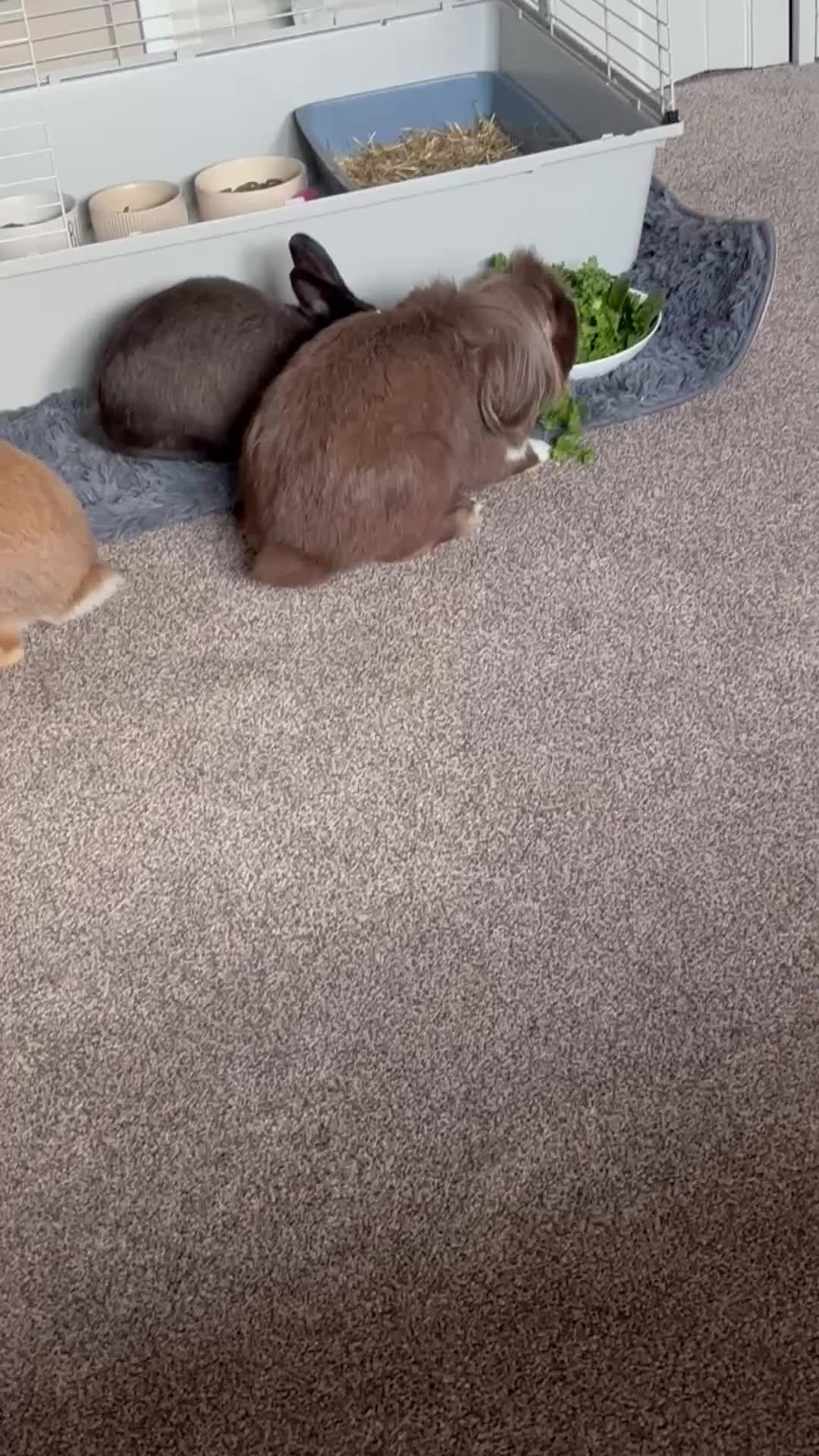 Lionhead rabbits for sale: 3 beautiful rabbits  in Orpington - Video 2