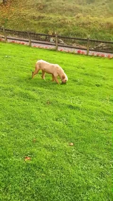 Briard dogs for sale: Beautiful Briard looking for forever home  - Video 1