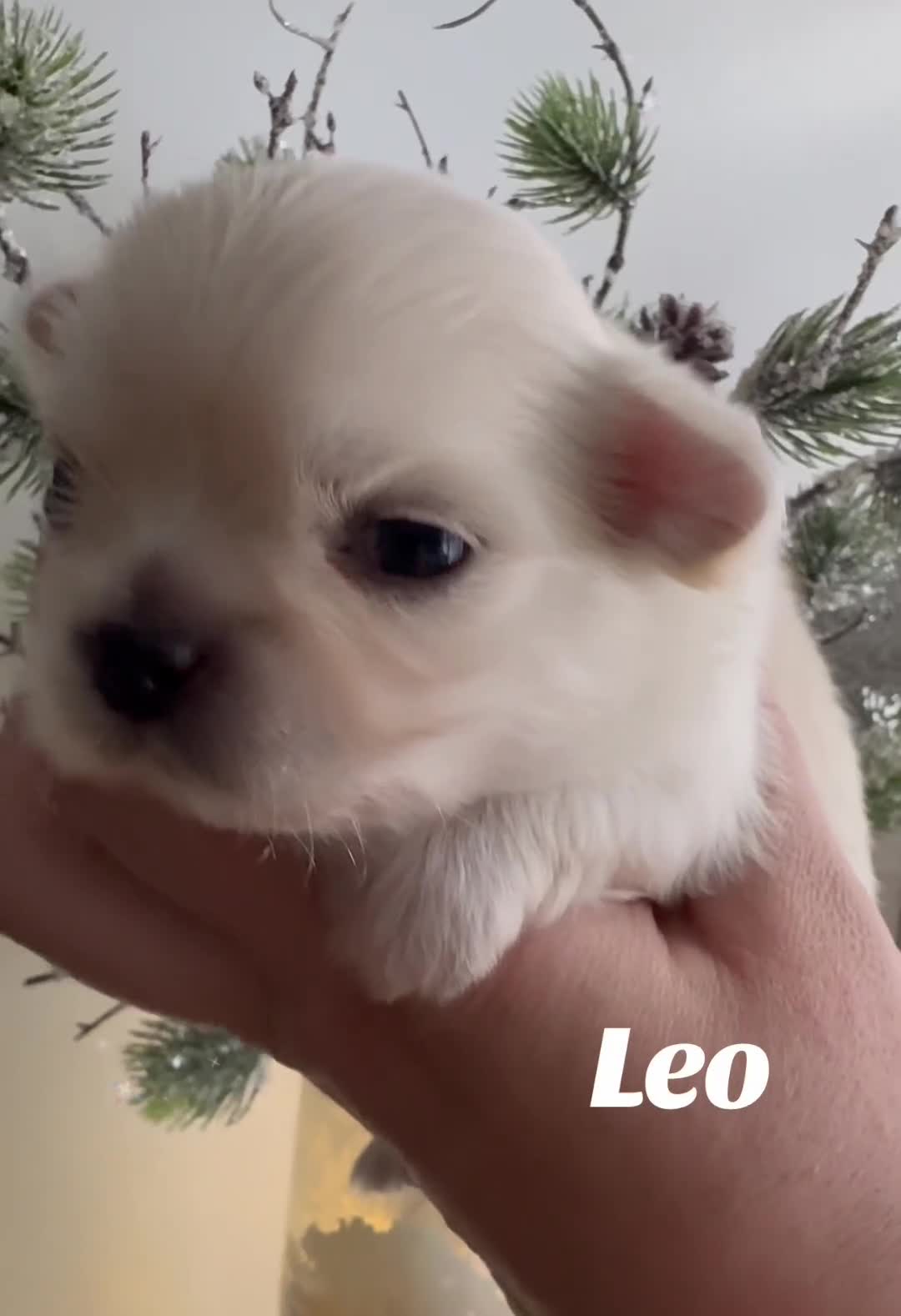 Chihuahua dogs for sale: KC qulity LC cream and choc chihuahua puppies  - Video 1