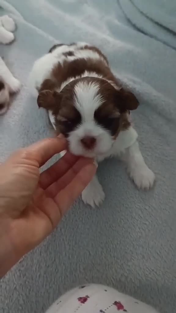 Shih Tzu dogs for sale: Adorable Shih Tzu Puppies Looking for Loving Homes - Video 4