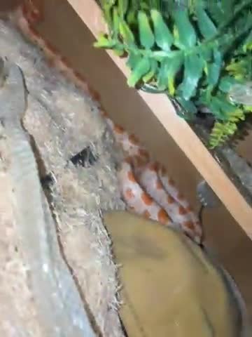 Corn Snake reptiles for sale: Corn snake in Stanley - Video 1