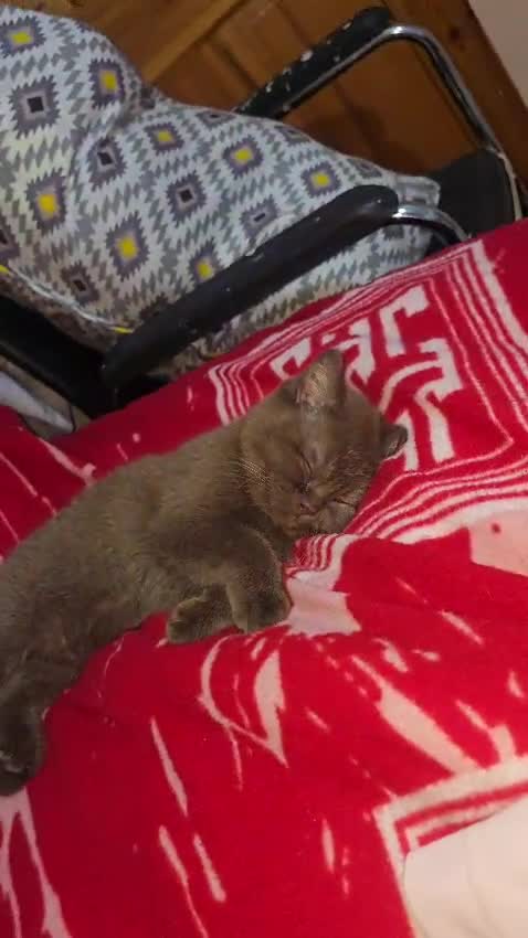 British Shorthair cats for sale: Rare cinnamon silver ash colour boy in Birmingham - Video 3