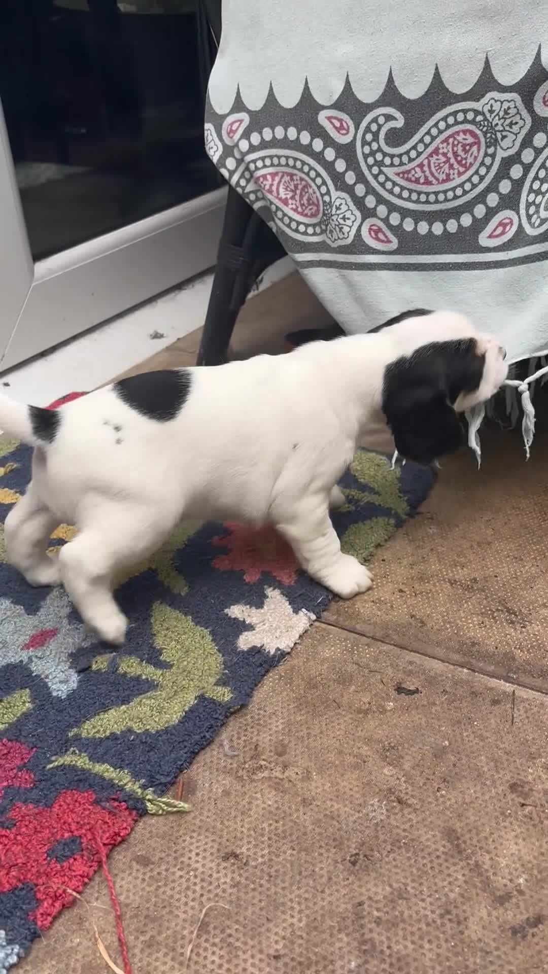 Bocker dogs for sale: 4 lovely boys available  - Video 2