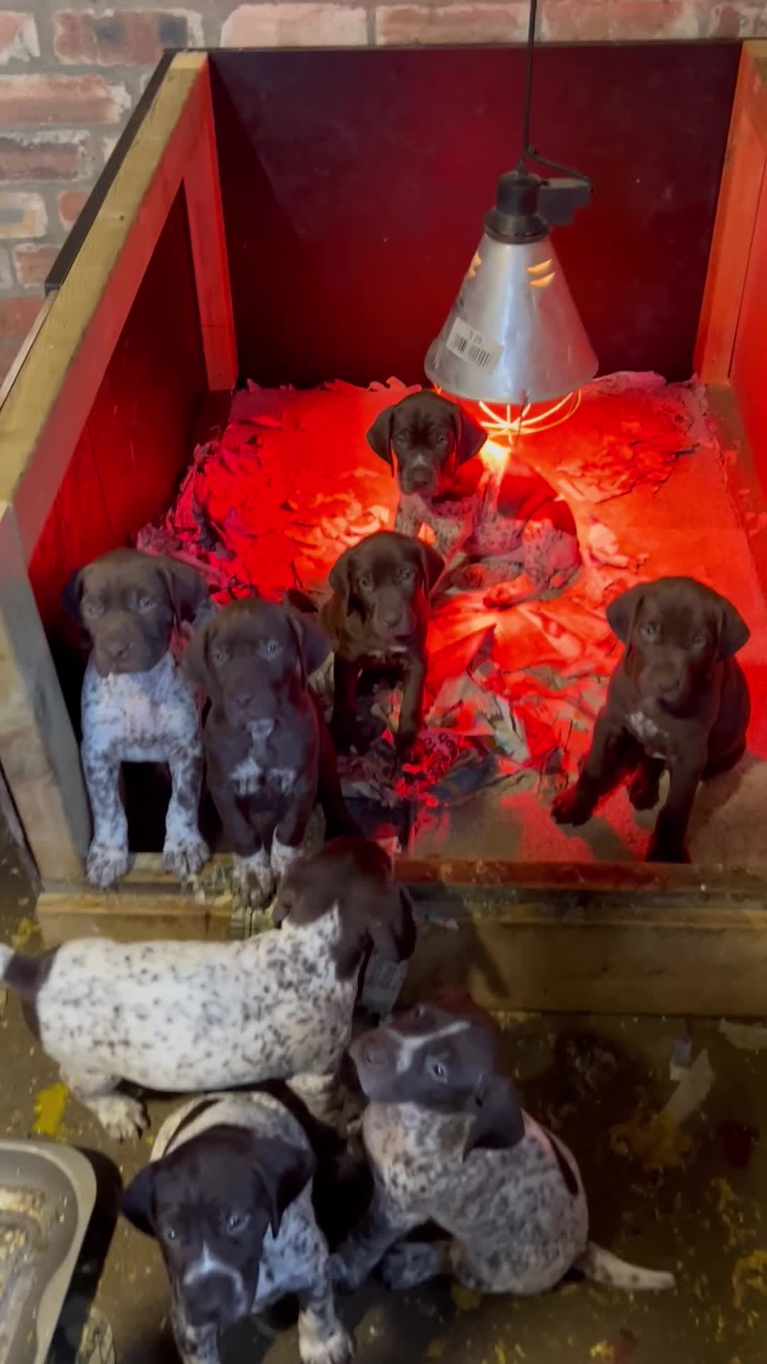 German Shorthaired Pointer dogs for sale: Gamekeeper bred - German Shorthaired Pointer pups - Video 1