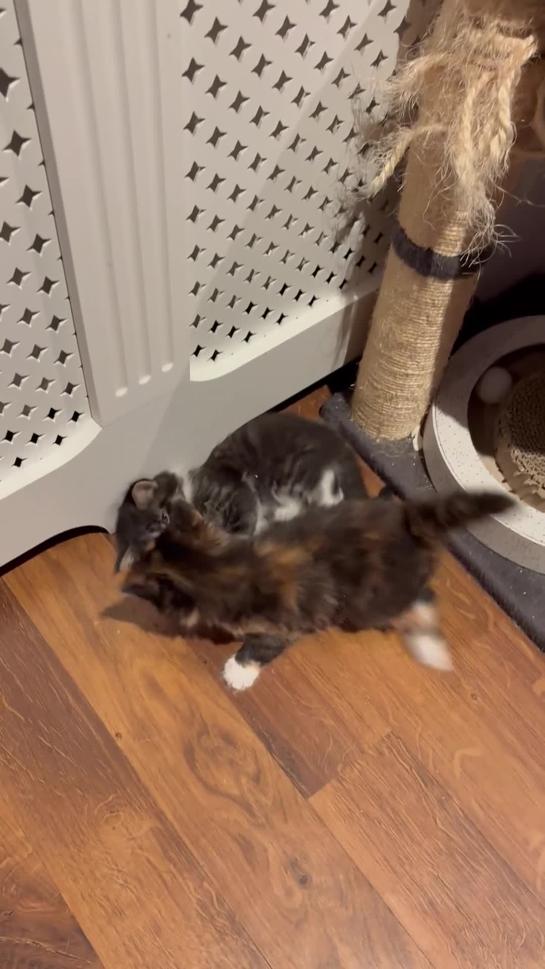 Mixed Breed cats for sale: 4 kittens for sale - Video 1