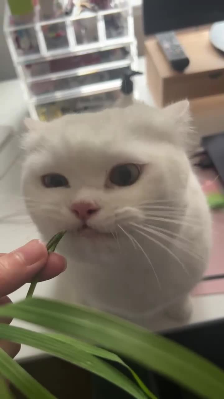 British Shorthair cats for sale: Bonded pair of indoor cats seeking forever home❤️ in Sheffield - Video 2