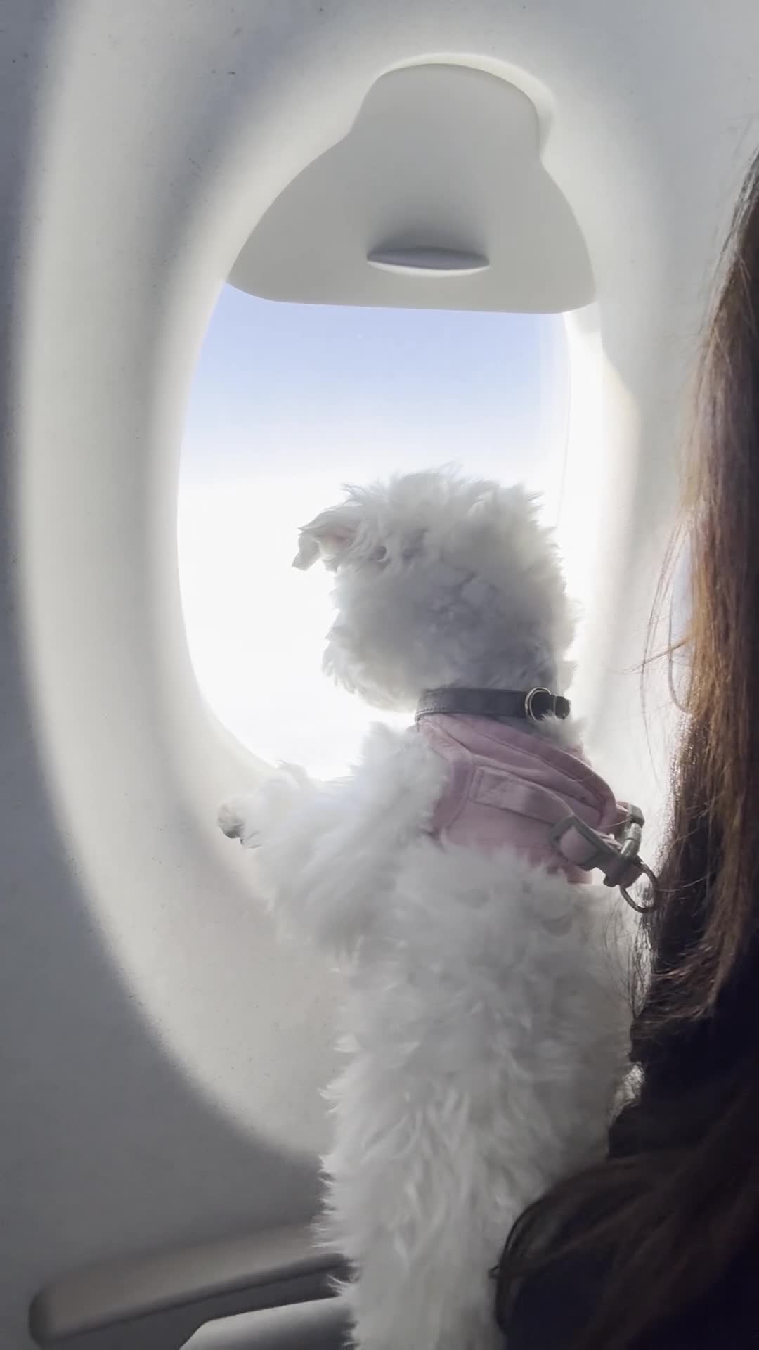 Maltese dogs for stud: LONDON Male for Breeding - STUD ❤️🐶  - Video 1