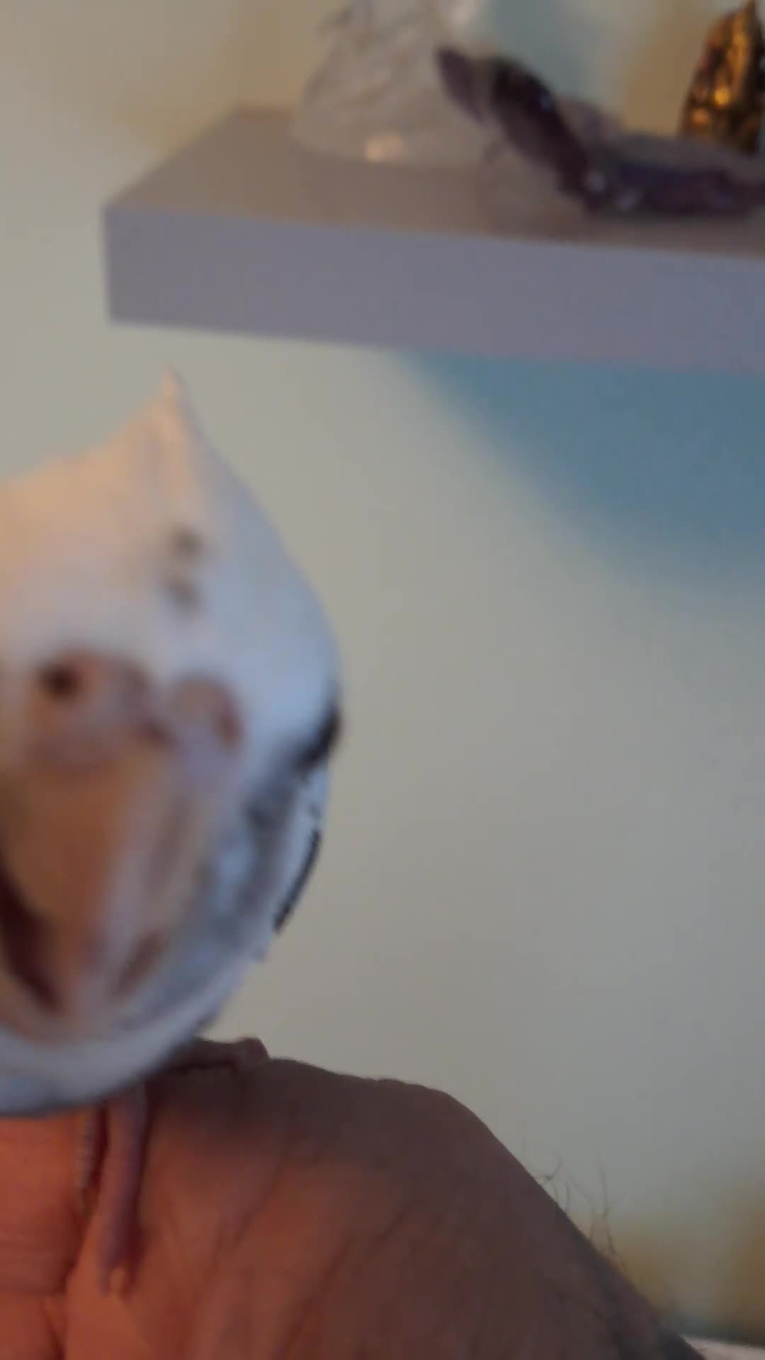 Cockatiels birds for sale: Hand reared baby cocktails very tame and ready  - Video 1