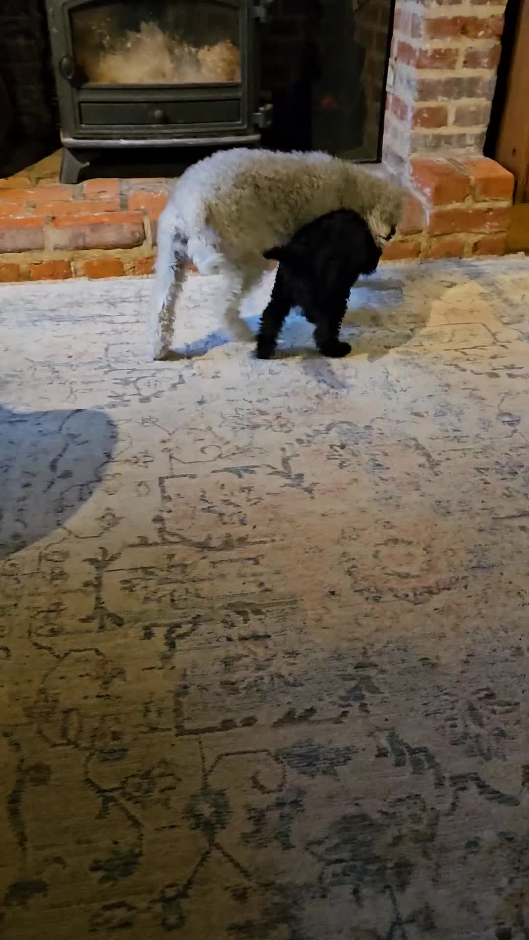 Mixed Breed dogs for sale: Bedlington x Minature Poodle  - Video 2