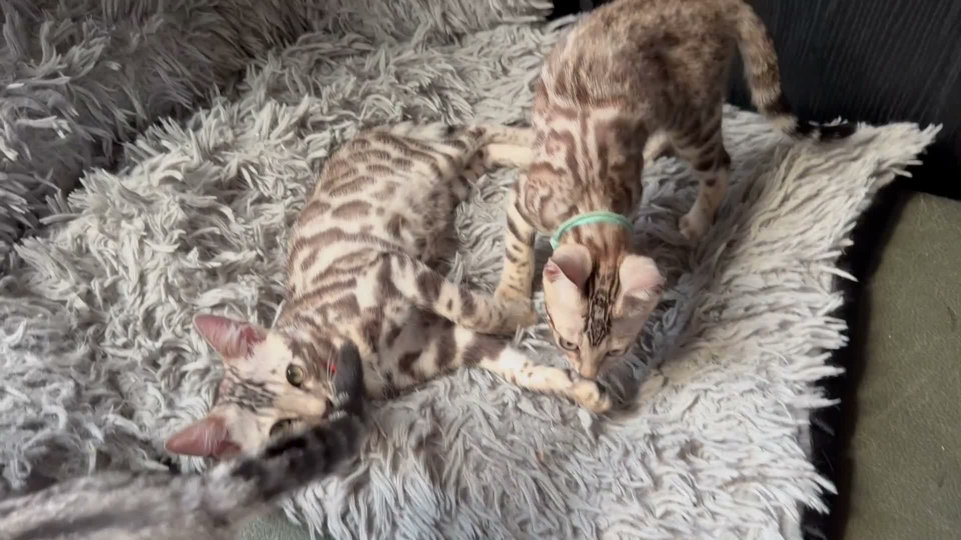 Bengal cats for sale: LAST GIRL. READY NOW - Video 1