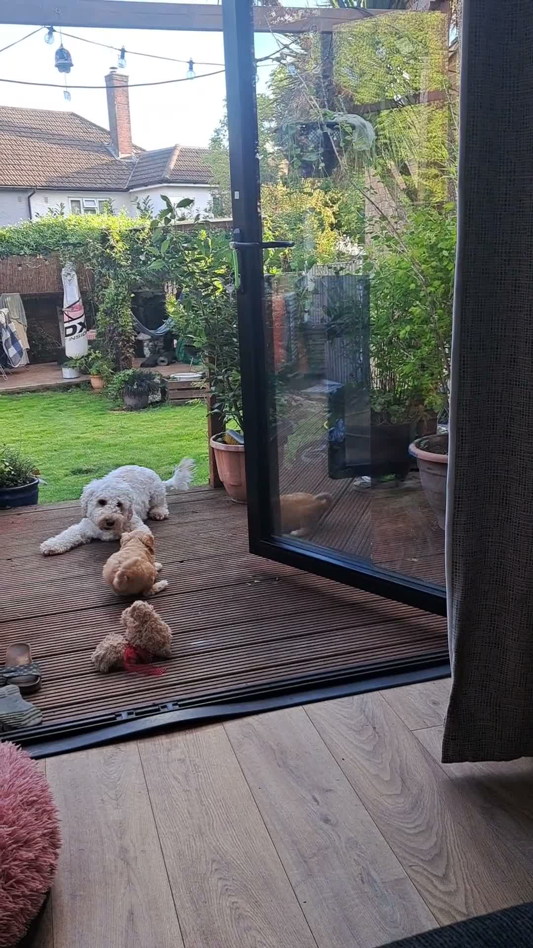 Mixed Breed dogs for sale: Maltipoo ready to leave in 2 weeks! in Chigwell - Video 1