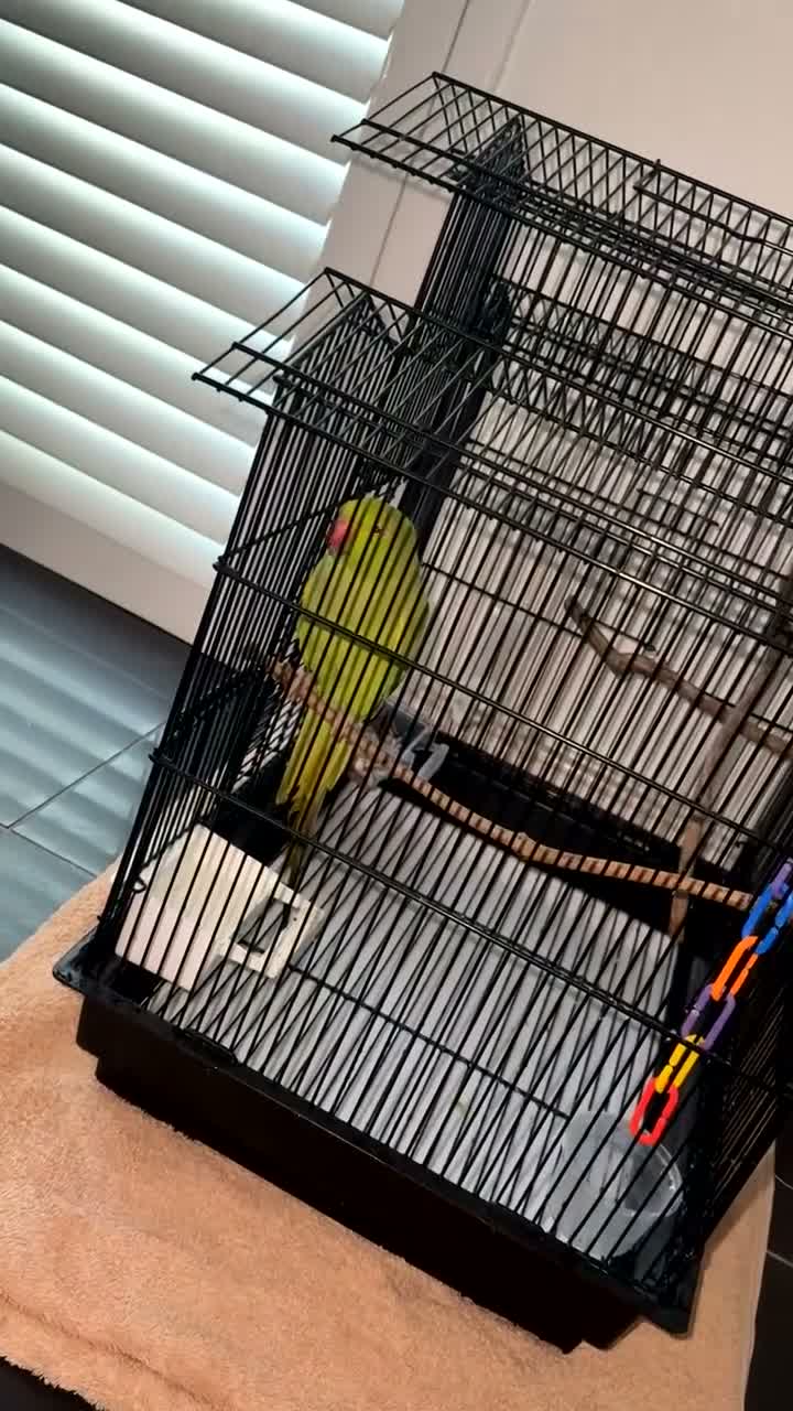 Ringnecks birds for sale: Female Indian Ringneck parrot💚 - Video 2