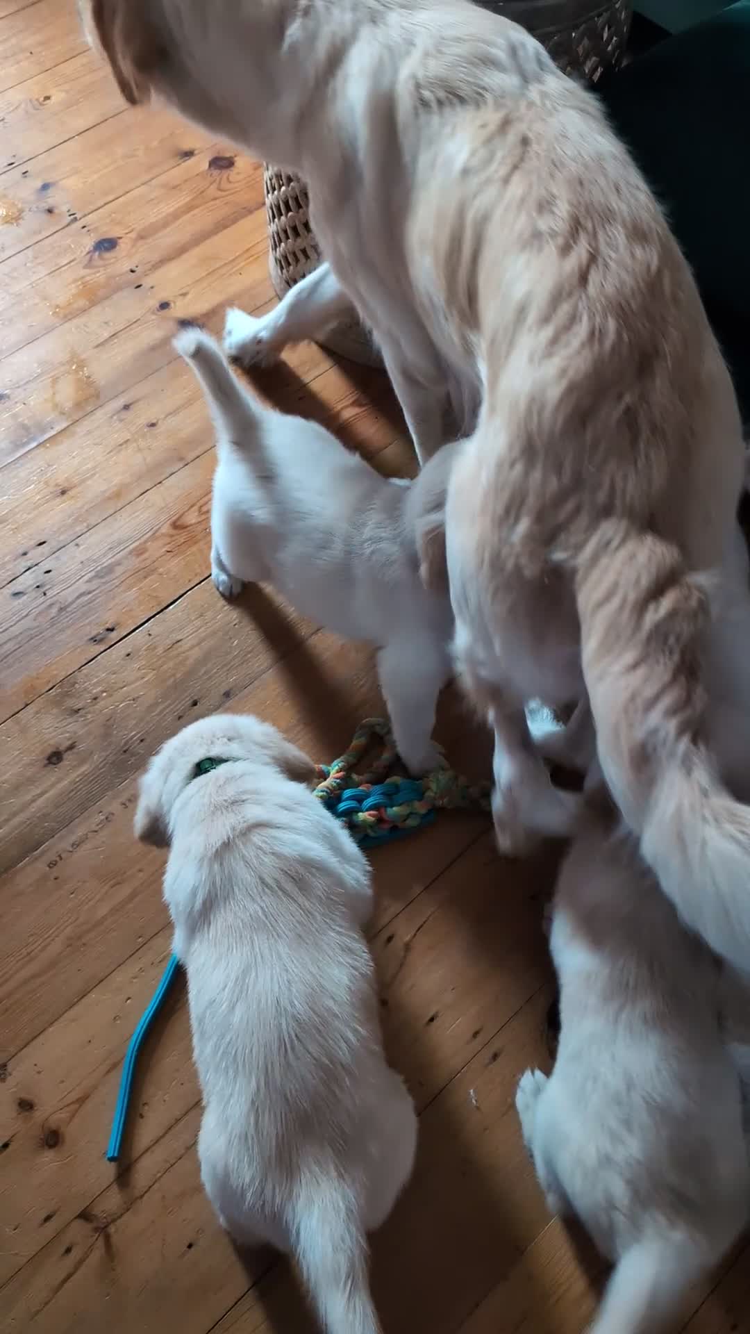Golden Retriever dogs for sale:  KC Registered Golden Retriever Puppies.  - Video 1