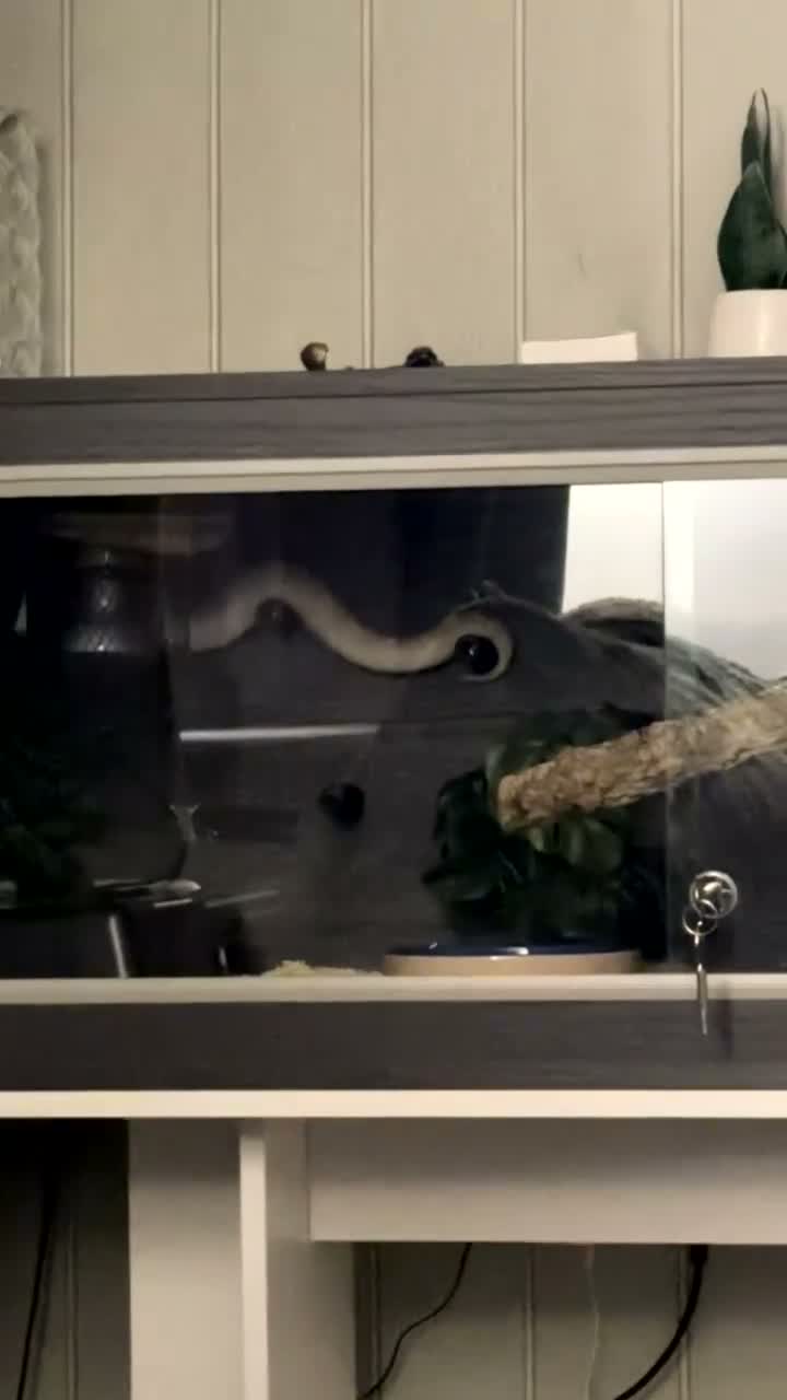 Python Snake reptiles for sale: Purple passion royal python - Video 1