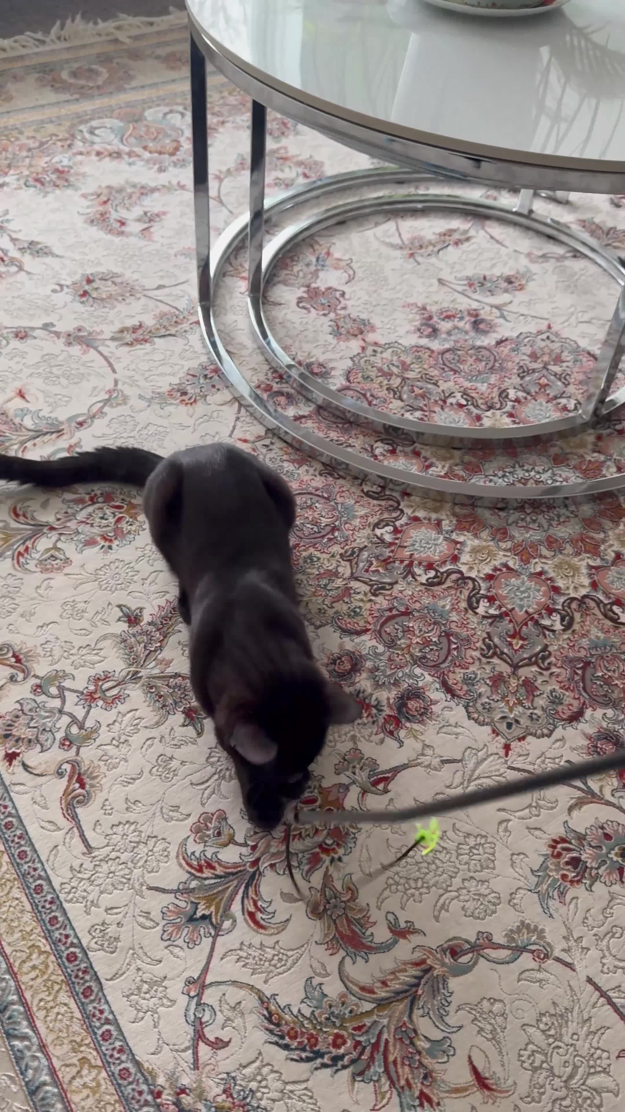 Mixed Breed cats for sale: Gentle Indoor Cat Seeking a Forever Home - Video 1