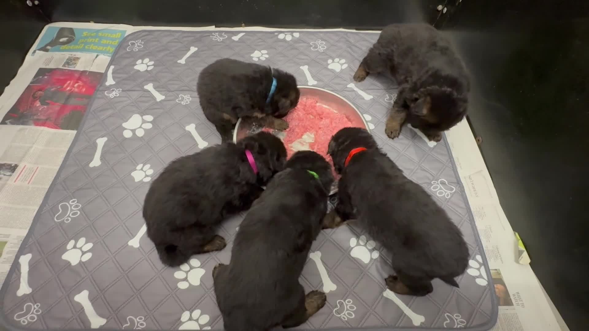 German Shepherd dogs for sale: KC REG Long coated German Shepherd puppies  - Video 2