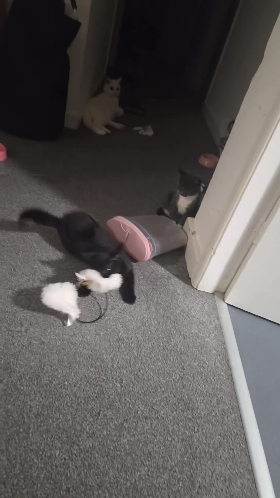 Mixed Breed cats for sale: Binx 🐈‍⬛️ all black male - Video 2