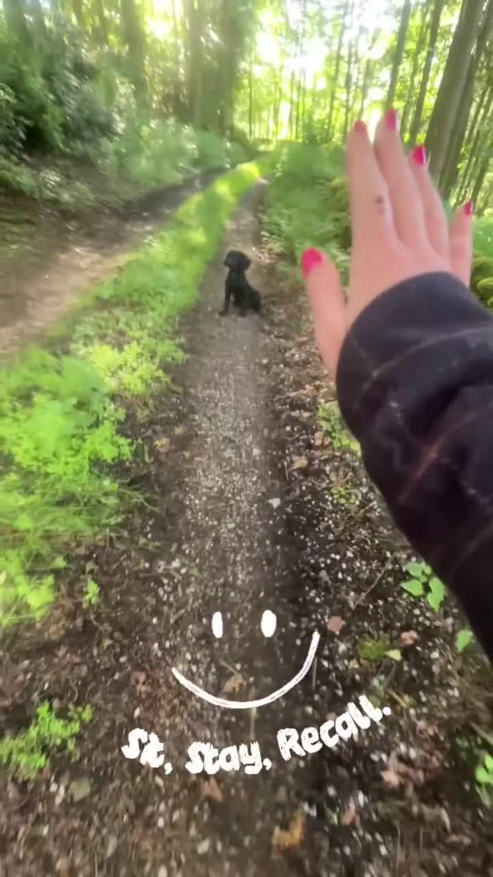 Cocker Spaniel dogs for sale: Cocker spaniel part trained for sale.  - Video 4
