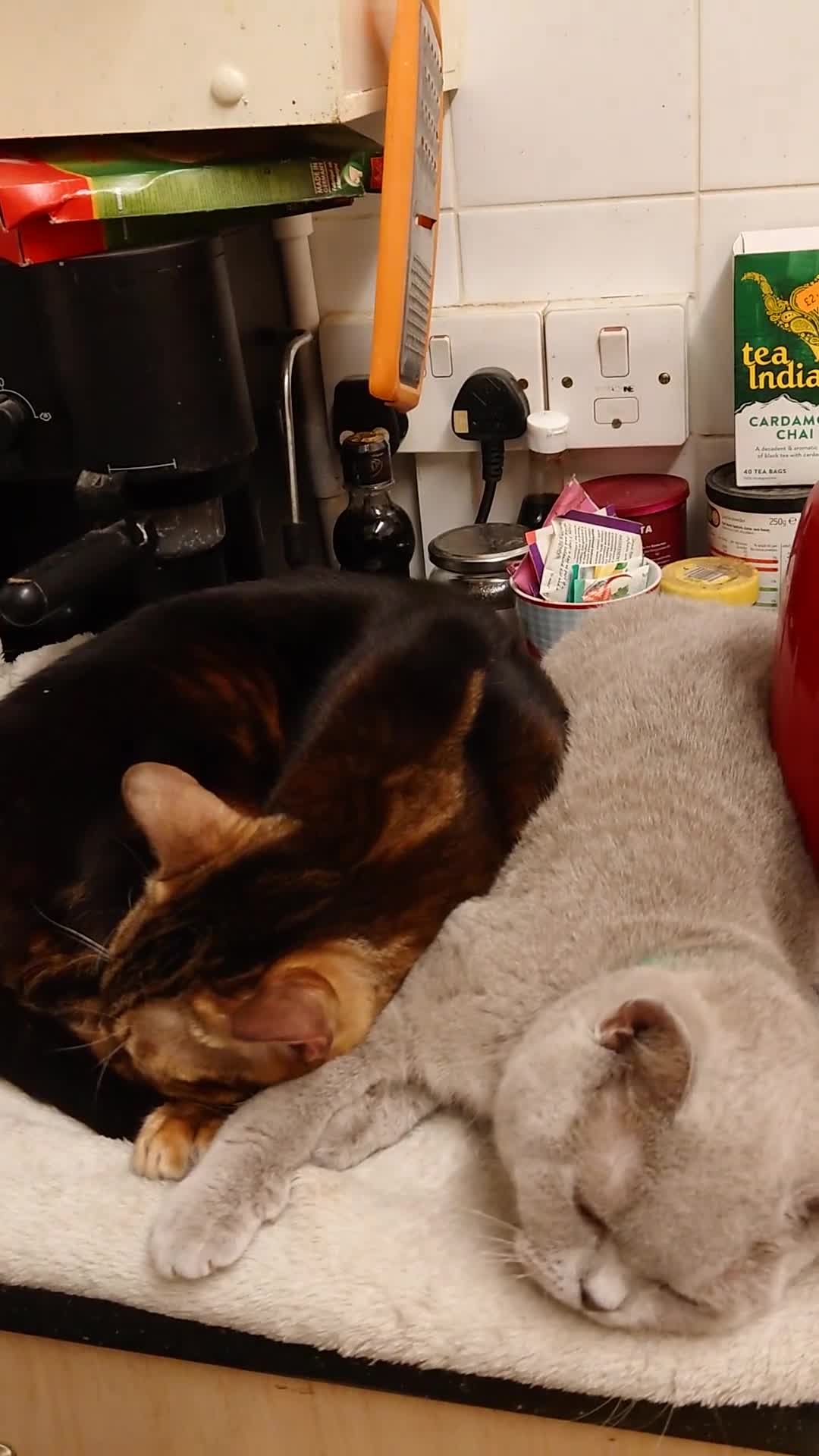 Bengal cats for sale: Magnificent Bengal male & his best BSH friend in London - Video 1